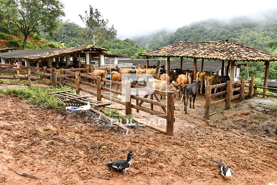 Gado leiteiro em curral