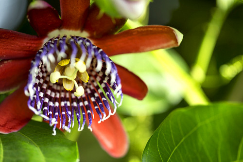 flor de maracujá | Pulsar Imagens | Banco imagens do Brasil