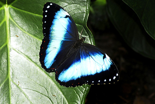 borboleta-azul | Pulsar Imagens | Banco imagens do Brasil