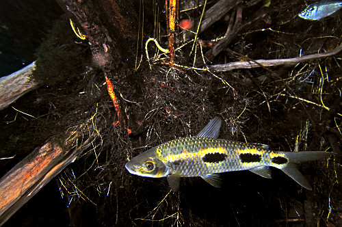 aracu | Pulsar Imagens | Banco imagens do Brasil