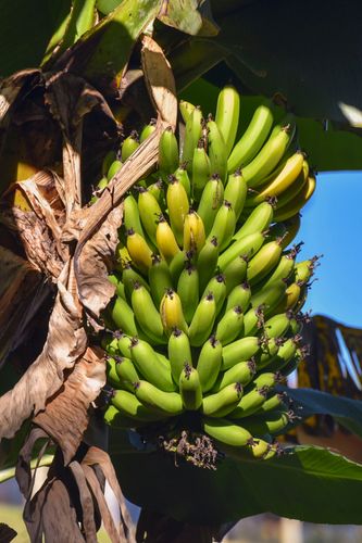 Cacho de bananas 