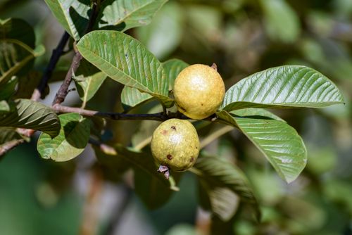 Frutos da goiabeira