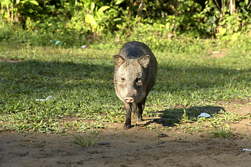 porco selvagem | Pulsar Imagens | Banco imagens do Brasil