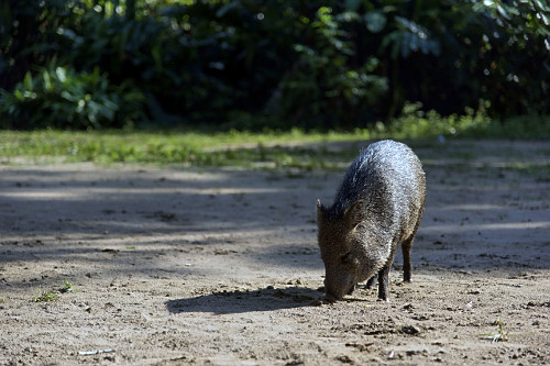porco selvagem | Pulsar Imagens | Banco imagens do Brasil