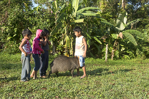 tateto | Pulsar Imagens | Banco imagens do Brasil