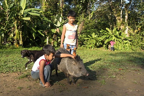 koalacoページ incêndio