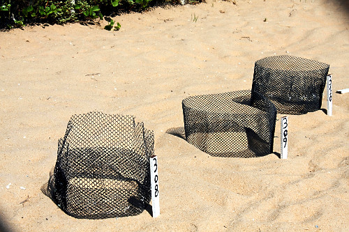 ibama | Pulsar Imagens | Banco imagens do Brasil