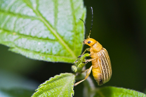 Mata Atlântica