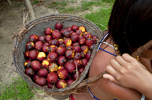 Mauritia vinifera | Pulsar Imagens | Banco imagens do Brasil