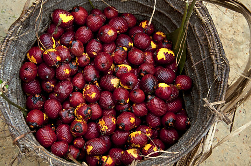 Mauritia vinifera | Pulsar Imagens | Banco imagens do Brasil