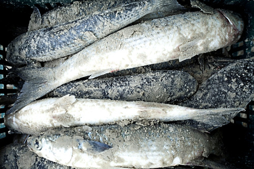 Pesca de tainha na praia da Lagoinha do Norte em Florianópolis - SC