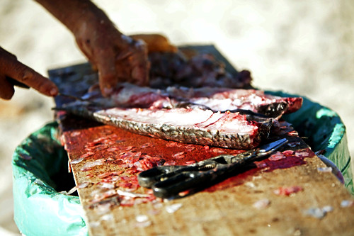 Pessoa limpando tainha na praia da Lagoinha do Norte em Florianópolis - SC