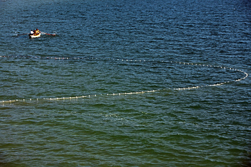Pesca de tainha na praia da Lagoinha do Norte em Florianópolis - SC