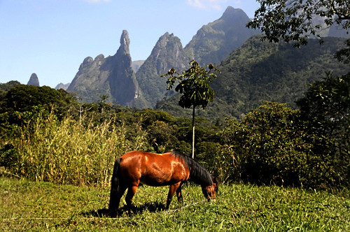 Mata Atlântica