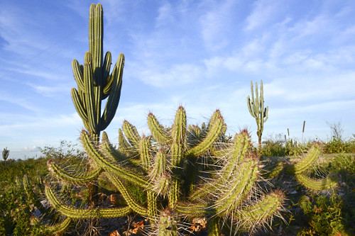 cacto facheiro | Pulsar Imagens | Banco imagens do Brasil