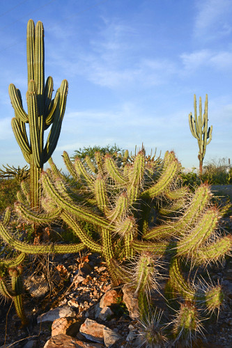 cacto facheiro | Pulsar Imagens | Banco imagens do Brasil