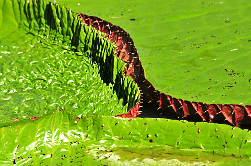 Natureza