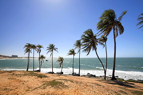 Palmeiras na Praia de Lagoinha