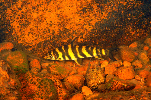 aracu | Pulsar Imagens | Banco imagens do Brasil