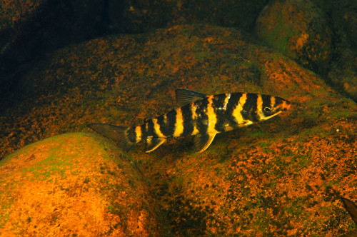 aracu | Pulsar Imagens | Banco imagens do Brasil