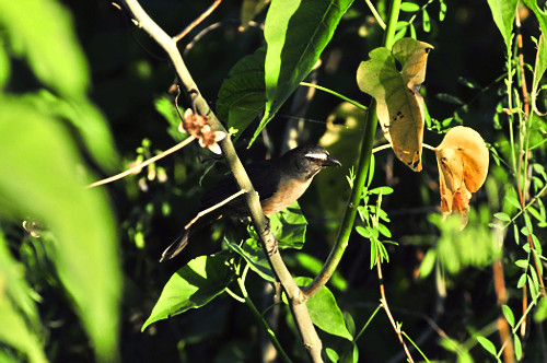 papa-banana | Pulsar Imagens | Banco imagens do Brasil