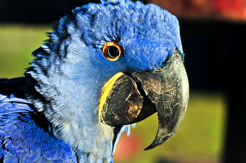 arara-roxa | Pulsar Imagens | Banco imagens do Brasil