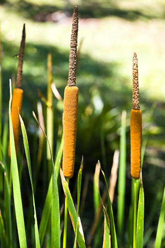 ソノマjr 瞬足 JJ-208 ネオンレッド】男の子用 2.5E｜速く走れる 《アルティマ