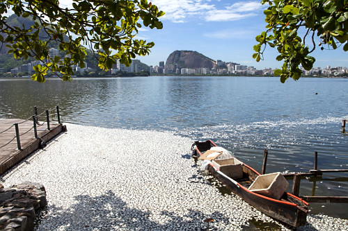 mortandade | Pulsar Imagens | Banco imagens do Brasil