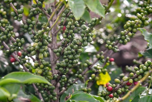 Ramos de café com frutos verdes