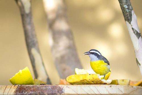 その他 e-papa Volume of waste story of kid fu Dokufu Let's dance with papa