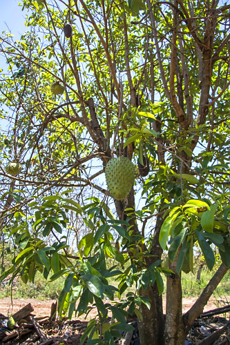 MPY1957ページ guanabano | Pulsar Imagens | Banco imagens do Brasil