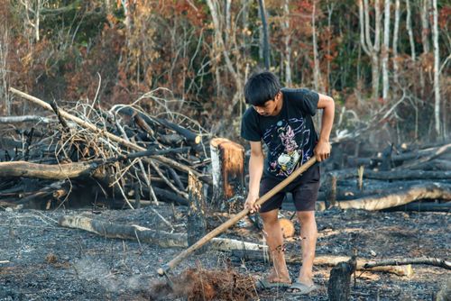 Indígena Wauja da aldeia Piyulaga abrindo buraco para plantar mandioca - Parque Indígena do Xingu