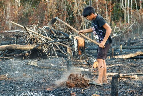 Indígena Wauja da aldeia Piyulaga abrindo buraco para plantar mandioca - Parque Indígena do Xingu