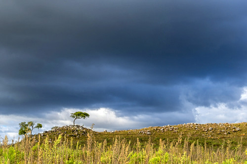 treeページ LW26-20 6S/4 CHAVE ROTATIVA MOTOR DE 2 VELOCIDADES DAHLANDER