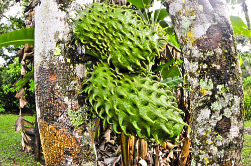 guanabano | Pulsar Imagens | Banco imagens do Brasil