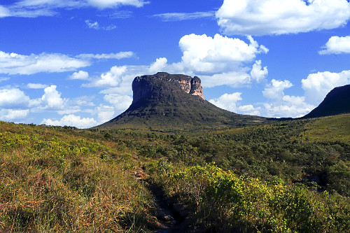 morrão | Pulsar Imagens | Banco imagens do Brasil