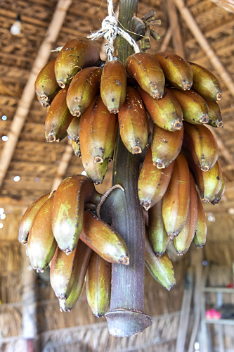 Banana roxa produzida na comunidade Guariba - Terra Indígena Araçá - também denominada banana-figo