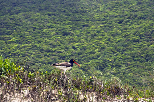 Piru-piru na região da praia da Lagoinha do Leste - Parque Municipal da Lagoinha do Leste - também denominad