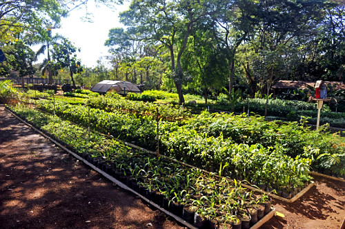 horto florestal | Pulsar Imagens | Banco imagens do Brasil