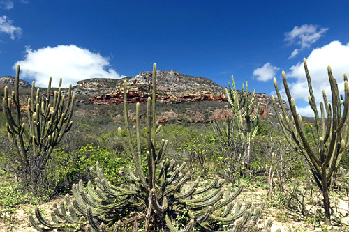 cacto facheiro | Pulsar Imagens | Banco imagens do Brasil