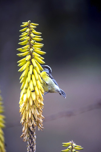 papa-banana | Pulsar Imagens | Banco imagens do Brasil