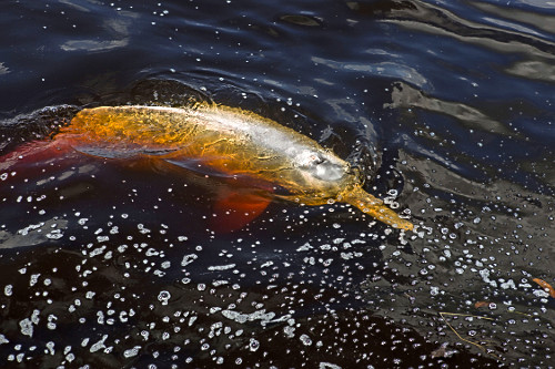 boto-cor-de-rosa | Pulsar Imagens | Banco imagens do Brasil