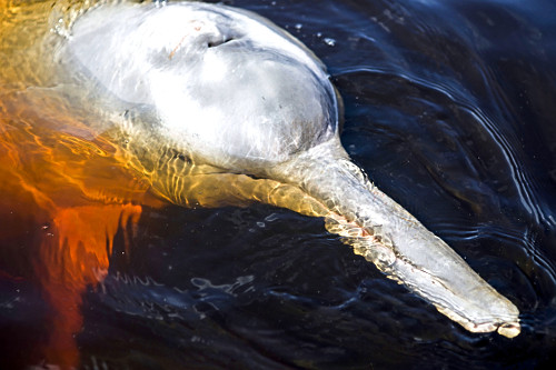 boo!ページ boto-cor-de-rosa | Pulsar Imagens | Banco imagens do Brasil