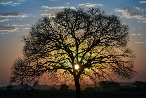 Pôr do sol entre galhos secos de árvore