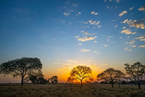 Pôr do sol em pasto com árvores