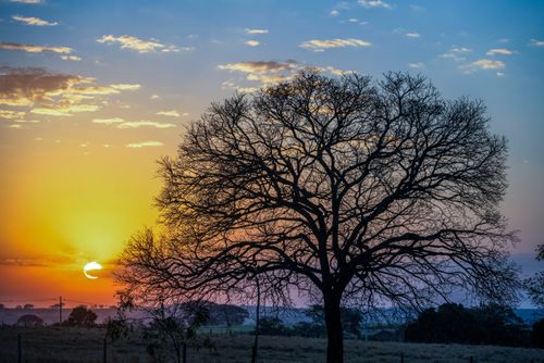 Pôr do sol e árvore com galhos secos no inverno