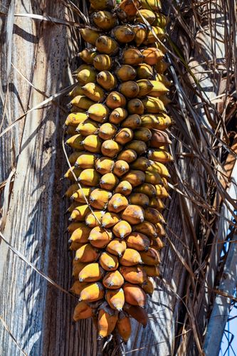 coco de palmeira | Pulsar Imagens | Banco imagens do Brasil