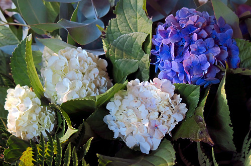 Hydrangea macrophylla | Pulsar Imagens | Banco imagens do Brasil
