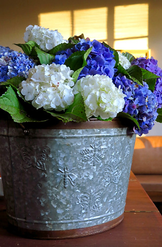 Hydrangea macrophylla | Pulsar Imagens | Banco imagens do Brasil