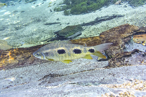 aracu | Pulsar Imagens | Banco imagens do Brasil